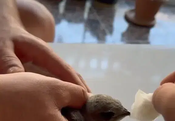 Elazığda sıcaktan fenalaşan ebabil kuşu duyarlı bir vatandaşın yardımıyla kurtuldu
