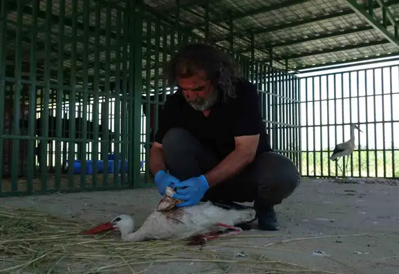 Van Gölü Havzası’nda yaban hayvanları için sezon kapandı