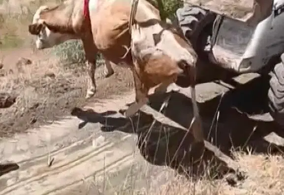 Elazığ Kovancılar’da uçuruma düşen inek iş makinesi yardımıyla kurtarıldı