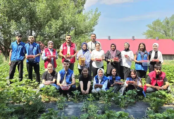 Ağrılı gençler İsaabat köyünde çilek toplamak için tarlaya indi