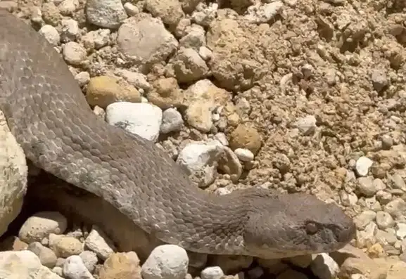 Tunceli Çemişgezek köyünde dev engerek yılanı ile karşılaştı