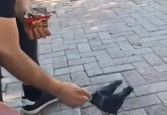 Elazığlı vatandaşın duyarlı davranışı aç kalan yavru kargayı hayata döndürdü