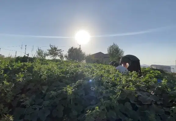 Patnos'ta kış hazırlığı: Yaz sebzeleri sofralar için saklanıyor