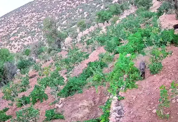 Gercüş köyünde yaban domuzları fıstık ve üzüm bağlarını talan etti