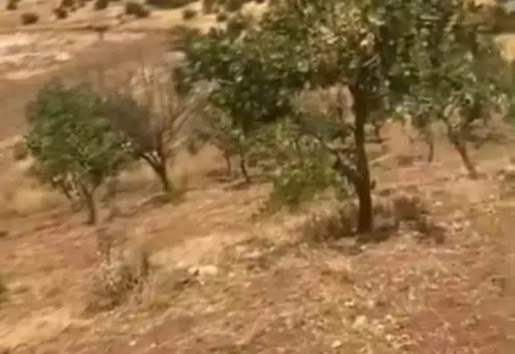Fıstık bahçelerini gece basan yaban domuzları 20 yıllık ağaçları kırdı