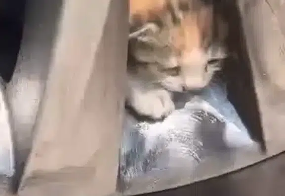 Elazığda otomobil jantına gizlenen kedi ailesini itfaiye ekipleri kurtardı