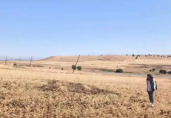 Elazığ Ağın bölgesinde geleneksel tüylü nohut hasadı yüzleri güldürdü