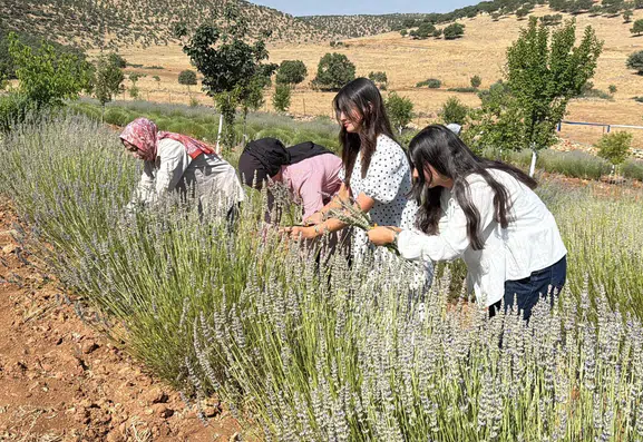 Midyatlı kadınlar kırk yıllık boş araziyi lavanta tarlasına çevirdi