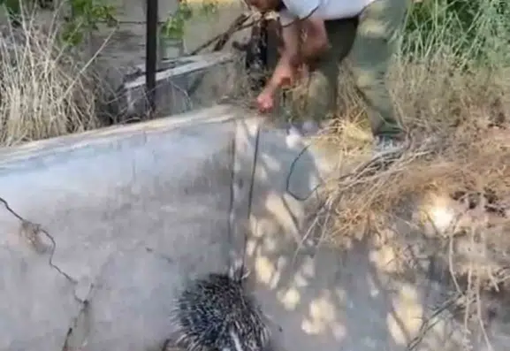 Boş havuzda mahsur kalan oklu kirpi doğaya geri döndü