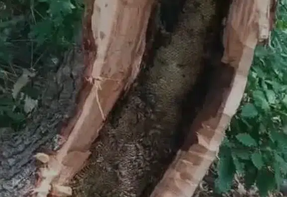 Bingöl'de kovan yerine ağaç kovuğunu seçen arılar kilo kilo bal verdi