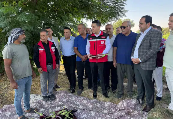 Birecik tarlalarında coğrafi işaretli patlıcan hasadı heyecanı yaşanıyor