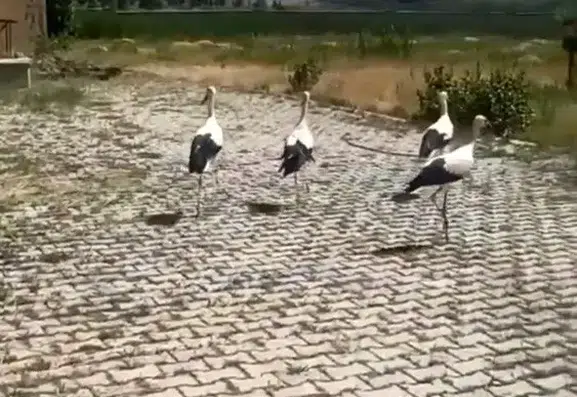 Bitlis’te şifa bulan leylekler doğal ortamlarına geri döndü