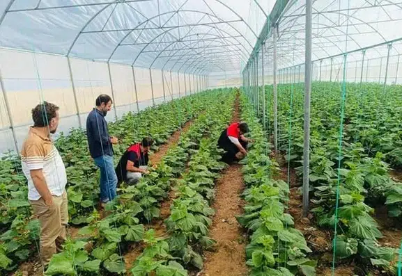 Cizre'de çiftçilere sera denetimi ve teknik destek eğitimi verildi