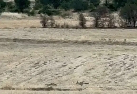 Gercüş kırsalında tilkilerin oyun dolu anları kameraya yansıdı