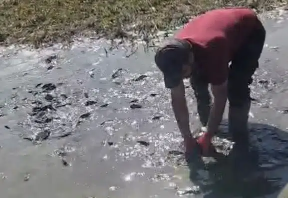 Yüksekova'da kuruyan derelerdeki balıklar için seferberlik başlatıldı