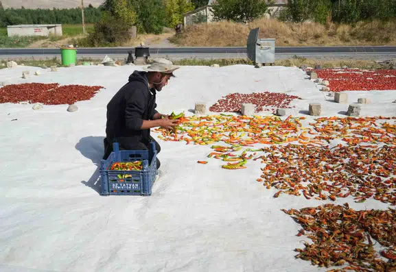 Muşlu çiftçi tarlasında yetiştirdiği sebzeleri Avrupa ülkelerine kadar ulaştırıyor