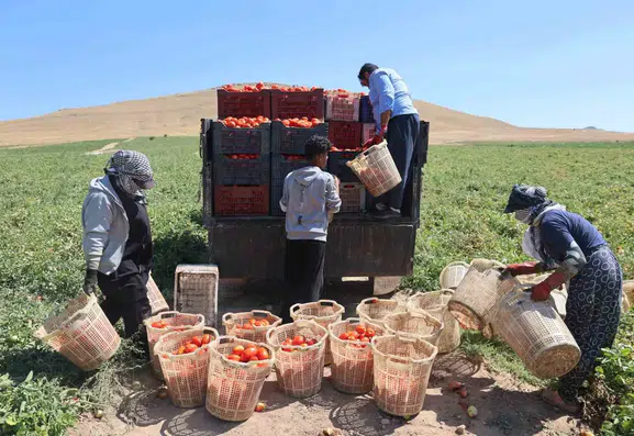 Elazığ tarlalarında zorlu domates hasadı mesaisi