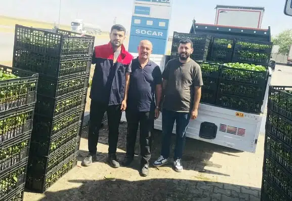 Cizre'de çiftçilere yüzde 75 hibeli fide desteği