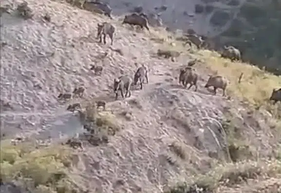 Elazığ kırsalında yiyecek arayan domuz sürüsü kameraya yansıdı