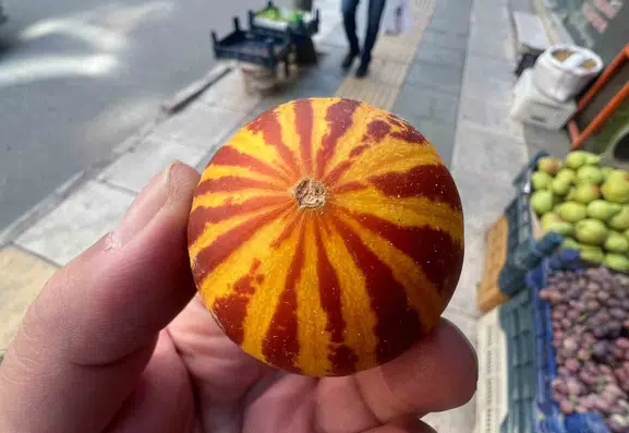 Elazığ tezgahlarında nostaljik şamama kavunu dönemi başladı