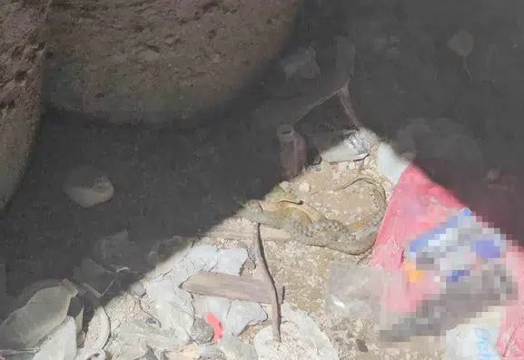 Bitlis Adilcevaz'da damalı su yılanlarının nadir görülen aşk dansı
