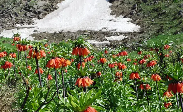 Ergani’de ters laleler açtı: Sakız Dağı’nda görsel şölen