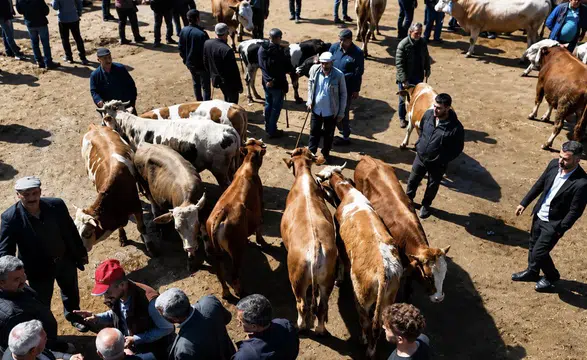 Ağrı’dan batıya kurbanlık sevkiyatı hız kazandı