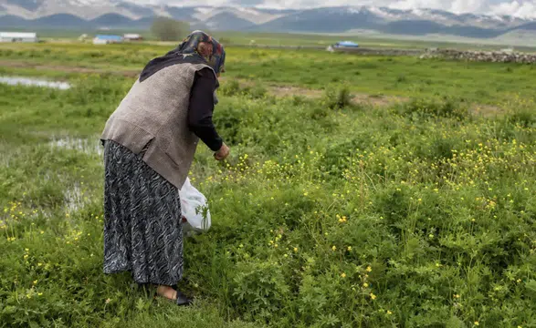 Ağrı Yazılı Köyü sakinleri kış hazırlığına şifalı otlarla başladı