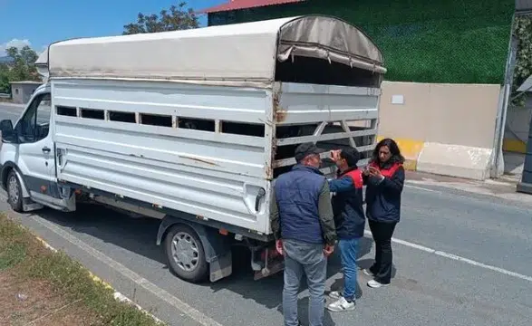 Elazığ yollarında kurbanlık hayvan sevkiyatına yakın takip