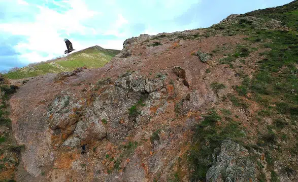 Bingöl dağlarında kartalın ayı yavrularına saldırı anı dronla kaydedildi