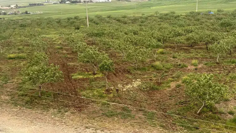Siirt fıstığında bu yıl yüzler gülüyor