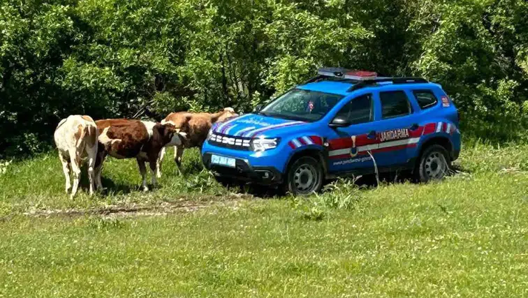 Elazığ’da kaybolan inekleri jandarma dronla arazide buldu