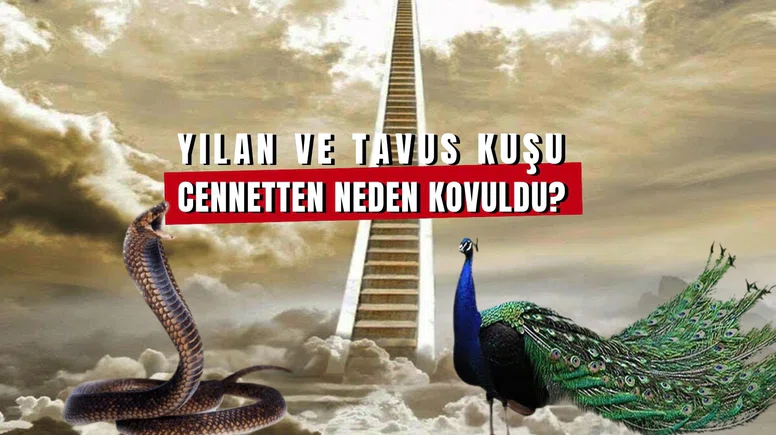 Yılan ve Tavuskuşu Cennetten Neden Kovuldu?