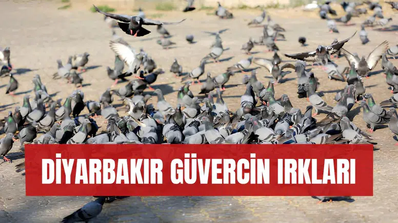 Diyarbakır güvercin ırkları nelerdir? 2025 fiyatları ve mezatı