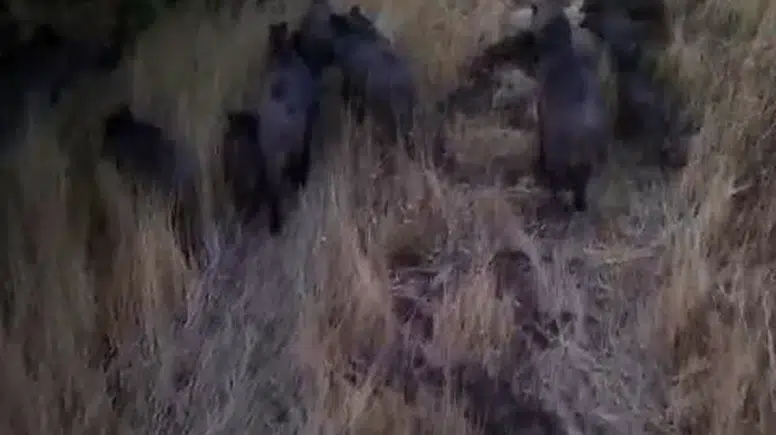 Tunceli'de dronla görüntülenen domuz sürüsü üreticileri endişelendirdi