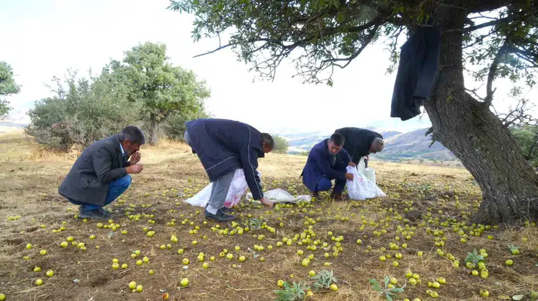 Muş Bilek köyünde 110 bin ahlat ağacında bereketli hasat dönemi