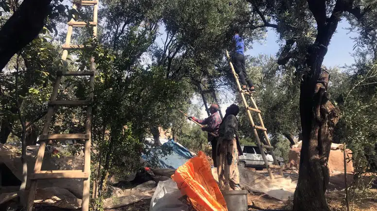 Mardin Derik zeytininde hasat dönemi başladı