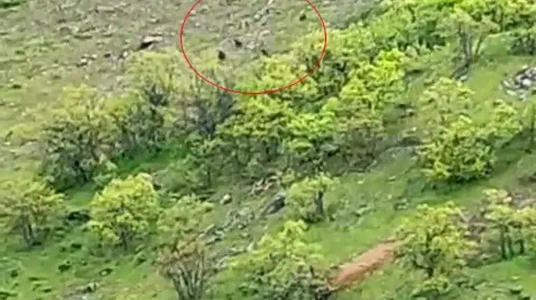 Tunceli kırsalında 10 ayılık dev sürü kameraya takıldı