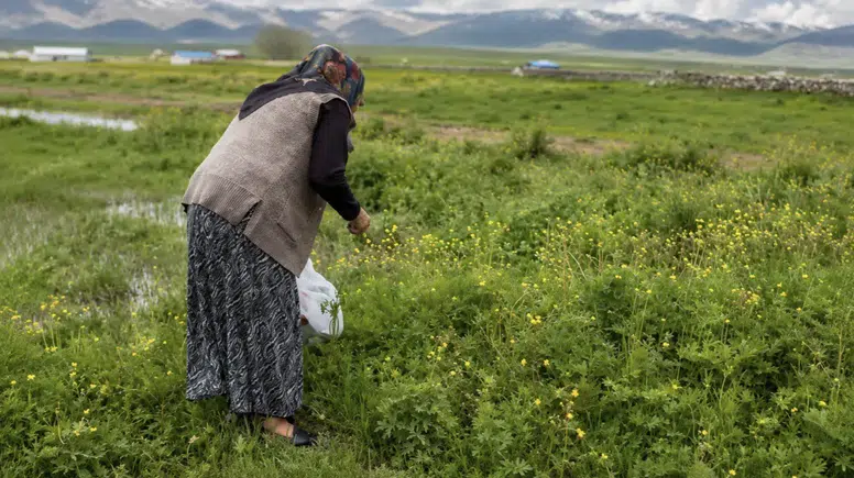 Ağrı Yazılı Köyü sakinleri kış hazırlığına şifalı otlarla başladı