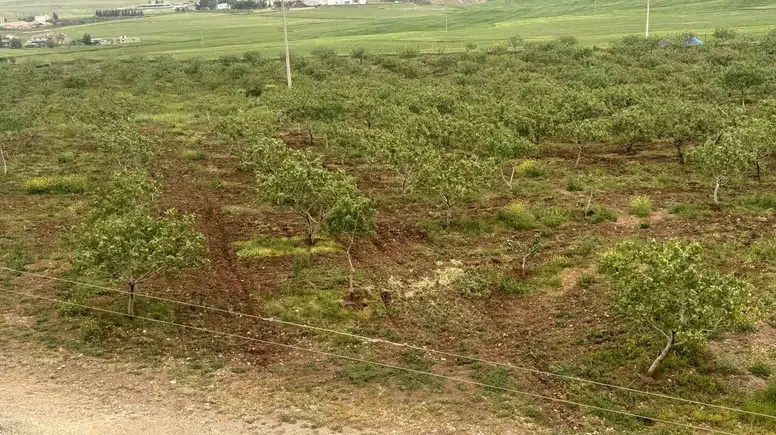 Siirt fıstığında bu yıl yüzler gülüyor