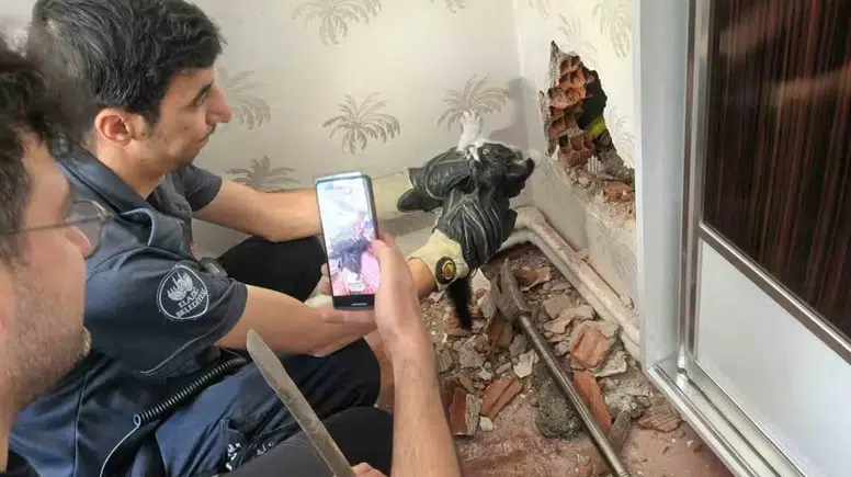 Elazığ’da apartman boşluğunda günlerce mahsur kalan kedi kurtarıldı