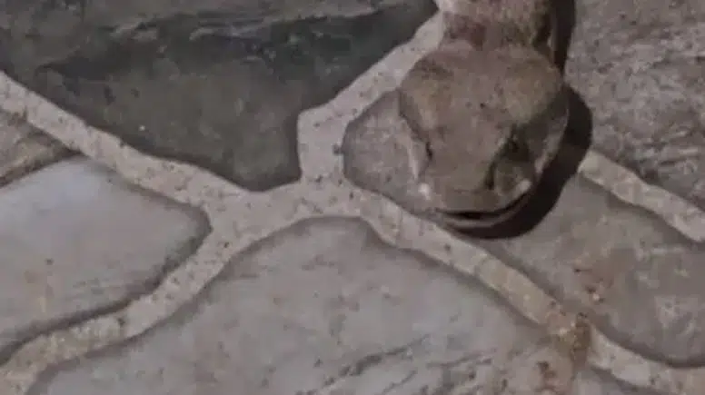 Şırnak'ta balkon keyfi yılanla yarım kaldı
