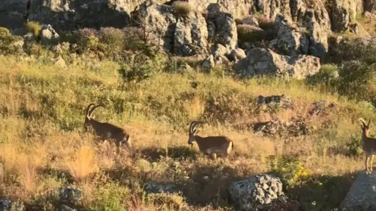 Harput'un tarihi yamaçlarında nadir görülen misafirler