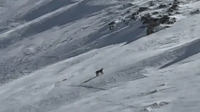 Bitlis’in karlı arazisinde nadir görülen orman hayaleti kameraya yansıdı