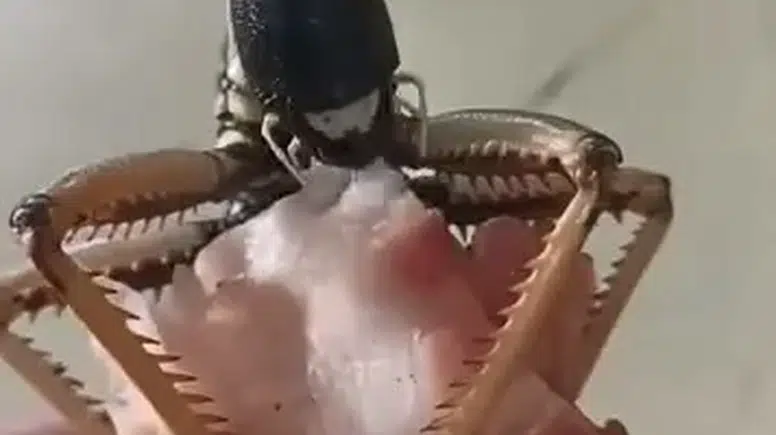 Elazığlı vatandaşın beslediği dev çekirge şaşırttı