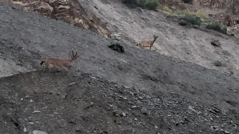Hakkari yolunda görülen dağ keçileri ilgi odağı oldu