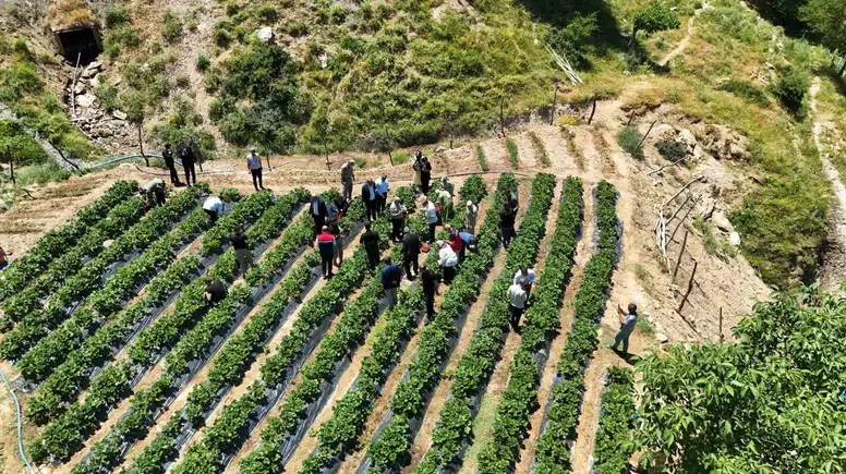 Şirvan köyünde kadın üreticilerin çilek bereketi