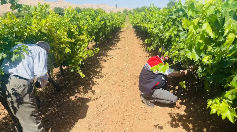 Gercüşlü çiftçiler bağlarda görülen külleme hastalığına karşı sahada uyarıldı