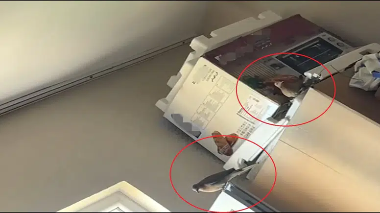 Siirtli kadının evine giren kumru buzdolabının üzerine yuva kurdu