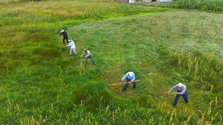 Muşlu Çiftçiler Kışlık Yem İçin Tarlada İmece Usulü Ter Döküyor